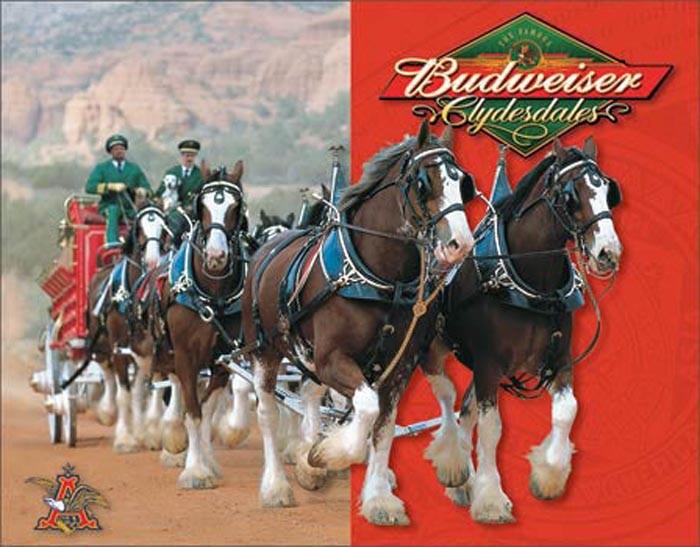 Budweiser - Clydesdales