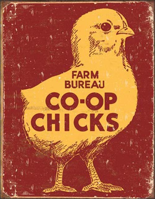 Co-Op Chicks (Weathered)