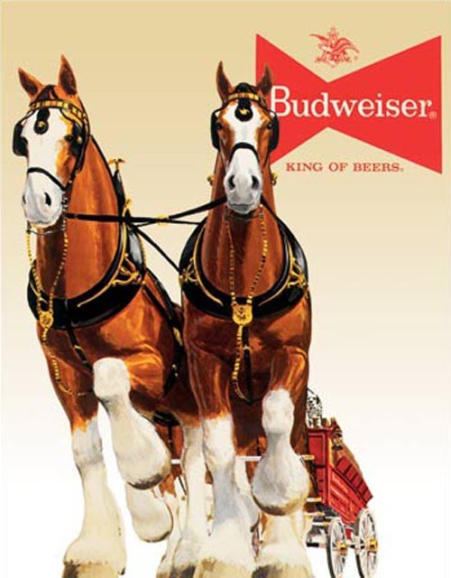 Budweiser Clydesdale Team